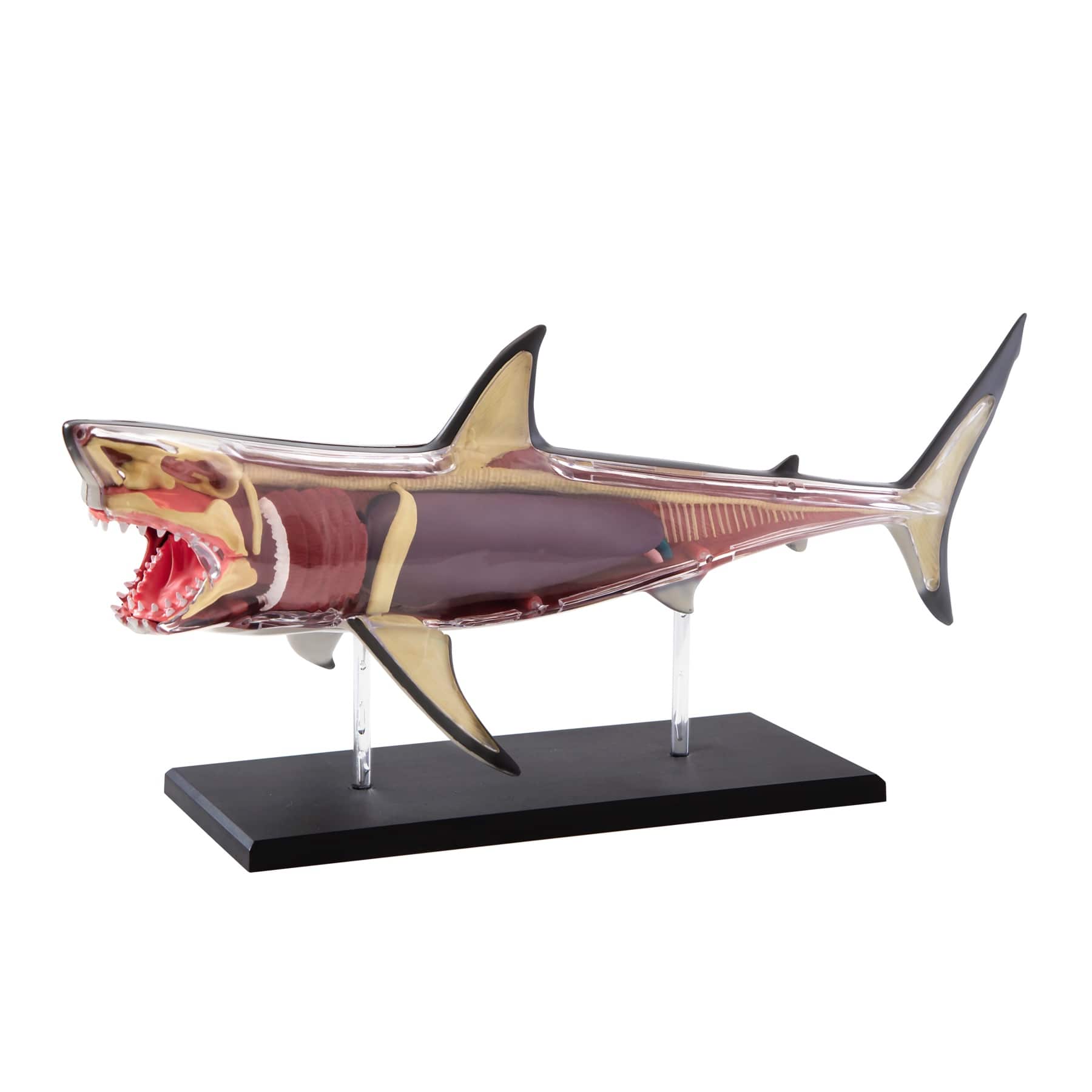 NEW Discovery Kids 4-D Shark Anatomy Kit MindBlown Hands-on dual sided model 
